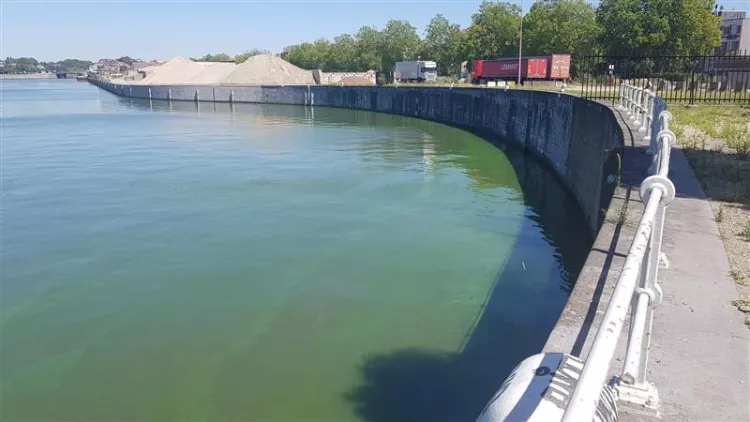 Suspicion d’algues bleues sur le canal 